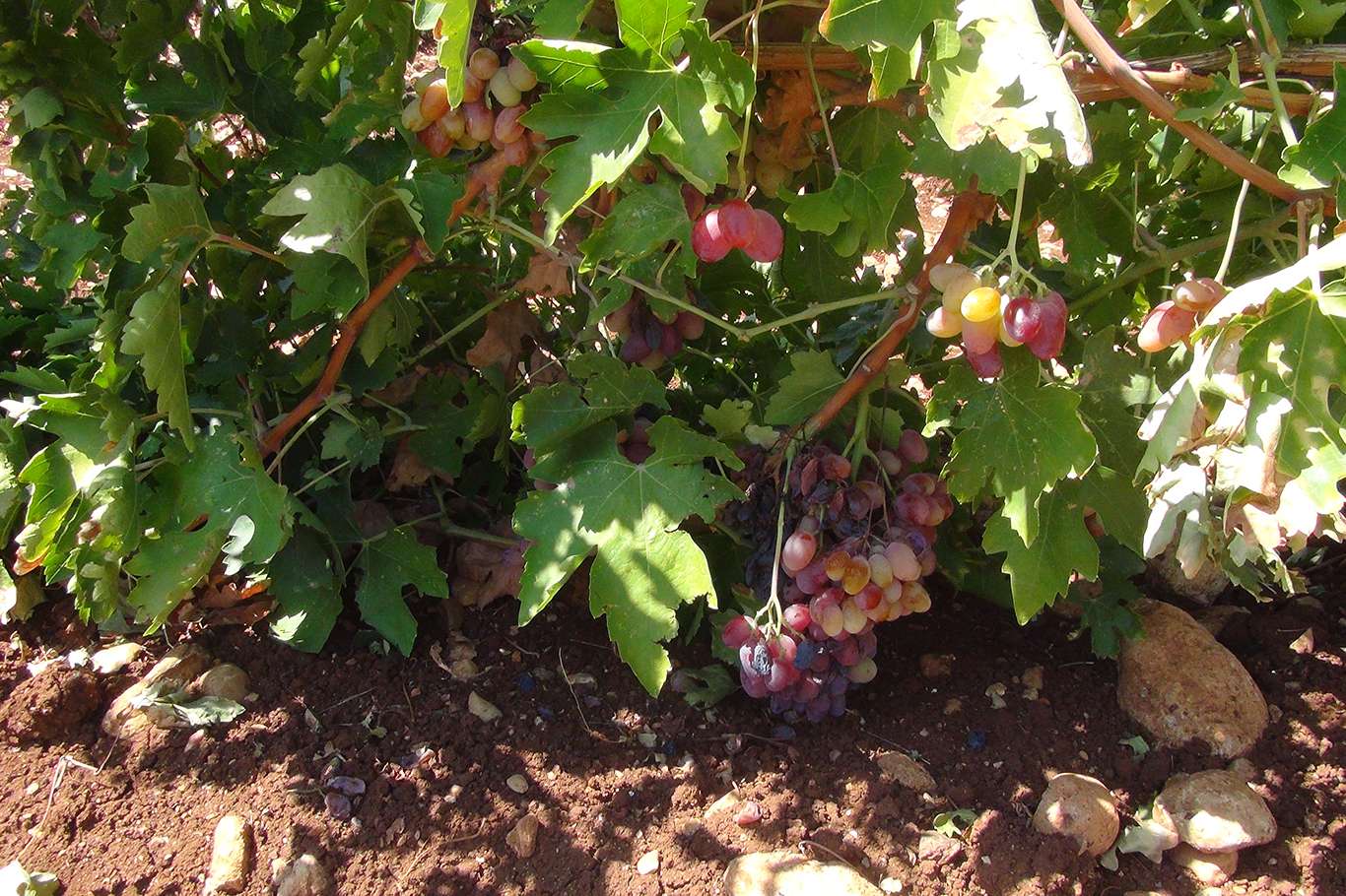 Üzümün pekmez ve pestil olma yolculuğu başladı